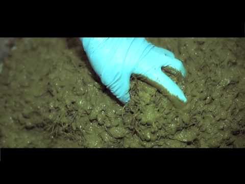 youtube - [Video]